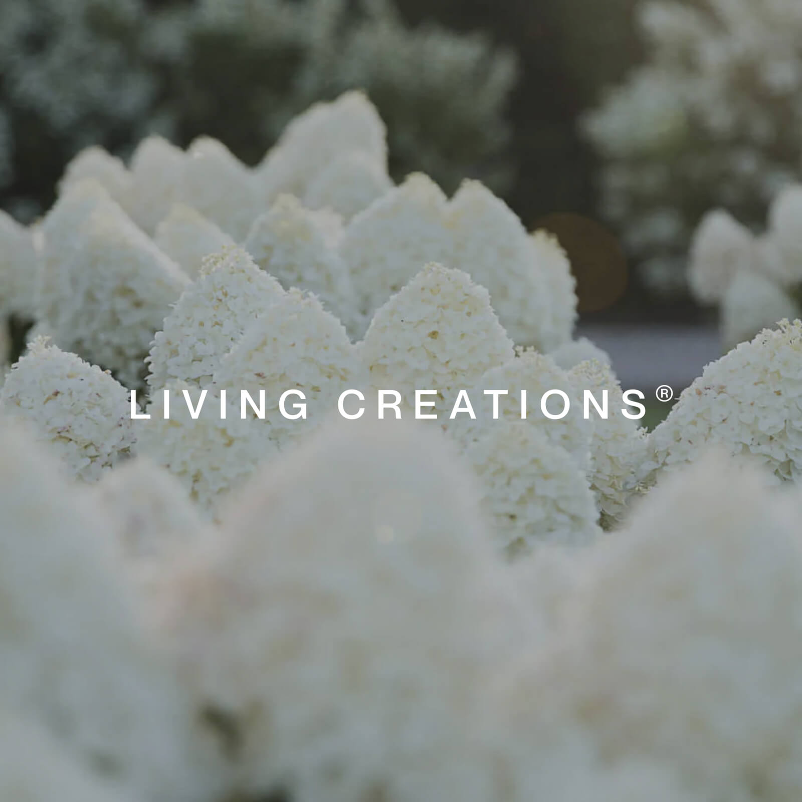 We Met Before x Living Creations